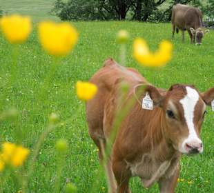 Natur pur im Tannheimer Tal