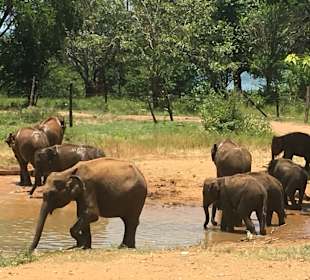 Yala Nationalpark