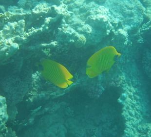 Maskenfalterfisch-Paar