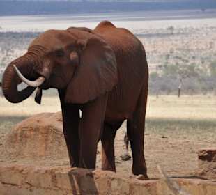 Slon przy obserwatorium