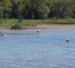 Wildlebende Flamingos