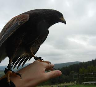 Publikum dürfte mitmachen