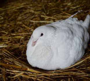 Gołębica wysiadująca jaja