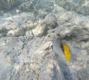 Schnorcheln Marsa Alam