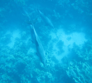 Delfinausflug November 2014