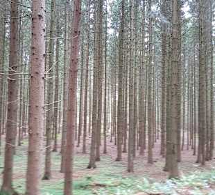 Wandern Bad Traunstein