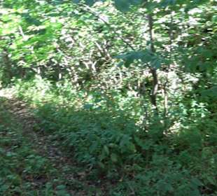 Burgruine Blankenstein