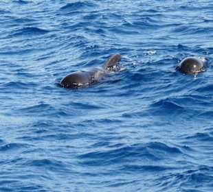 Delphin mit Jungtier