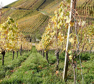 Wandern Waldkirch