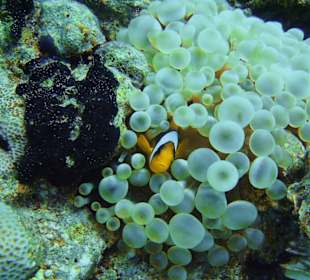 Rotmeer-Anemonenfisch