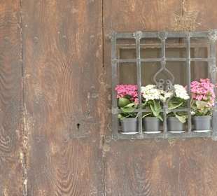 Stillleben in Dalt Vila