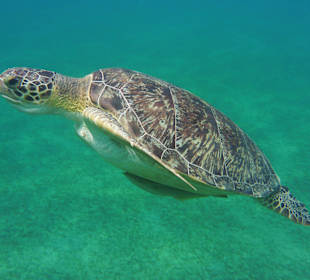 Schildkröte bei Ausflug.