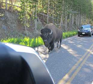 Bison auf der Strasse