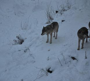 Wolfsrudel