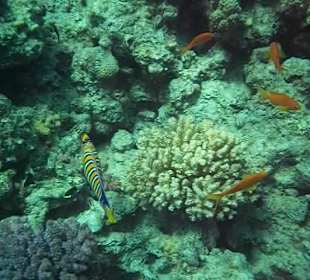 Unterwasserwelt Hausriff