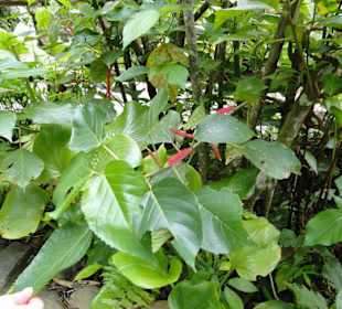 Poring Hot Springs - Schmetterlingsgarten