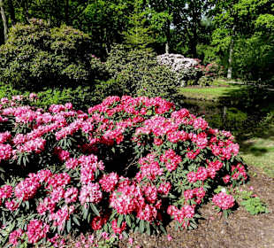 Spaziergang durch den Rhododendronpark im Mai