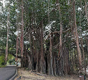 Die Bäume…wir hätten die nicht alleine gefunden