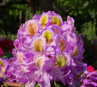 Hauptblüte im Rhododendronpark Bremen
