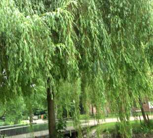 Baumlehrpfad Glacis Park