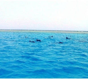 Delfinschwimmen Hurghada Amy Individuelle Ausflüge