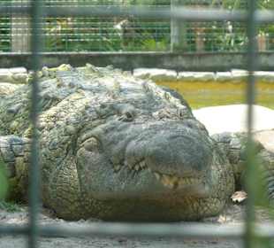 Gatorland