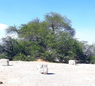 Baum des Lebens