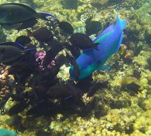 Am Hausriff unterwegs