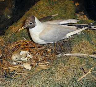 Vögel der Küste