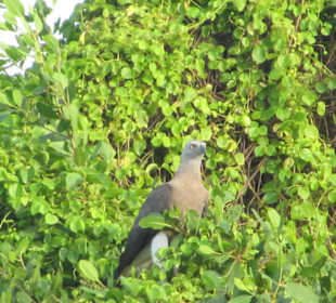 Vögel am Fluss