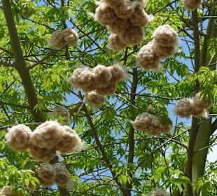 Kapockbaum, hat man früher zu Matratzen verarbeite