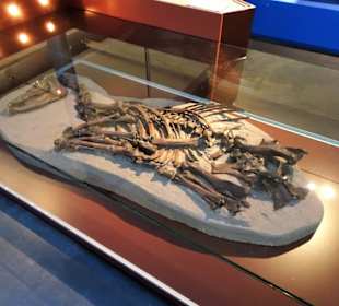 Bestattung eines Pferdes im Küstenmuseum