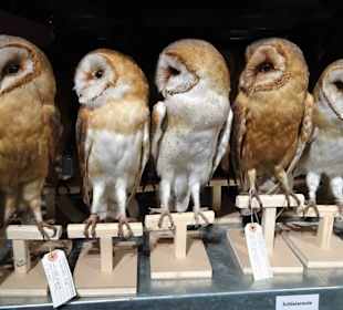 Blick in die Sammlung des Naturkundemuseums