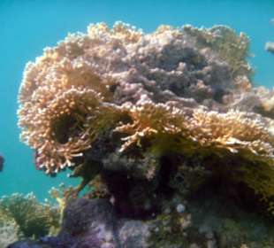 Wunderschöne Korallen