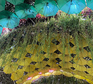 Dubai Miracle Garden