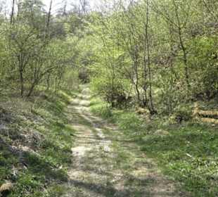 Ruine Maisenburg