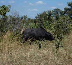 Krüger Nationalpark