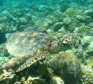 Schnorcheln in der Bay