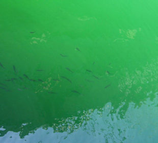 Am Hafen von Monastir