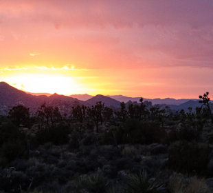 Sonnenuntergang im Joshua Tree Nationalpark