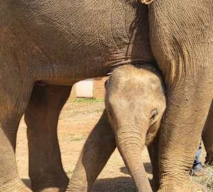 Nachwuchs bei Elephant Special Tours