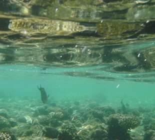 Tolle Unterwasserwelt