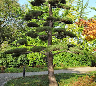 Im Japanischen Garten von "Planten un Blomen"