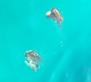 Schnorcheln Marsa Alam