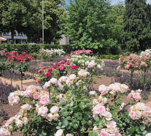 Rosengarten Zweibrücken