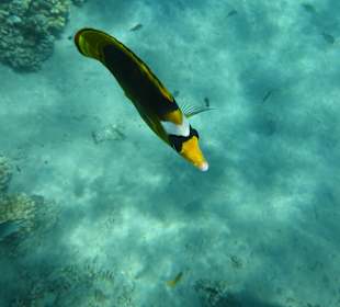 Schnorcheln Makadi Bay