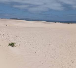 Dünengebiet bei Corralejo - Blick Richtung Norden