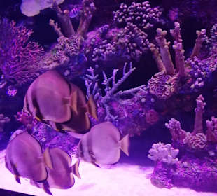 Aquarium Antalya