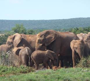 Elefantenherde