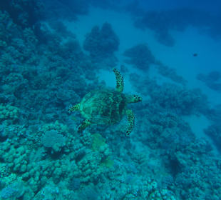 Schildkröte am Hausriff - bitte nicht! anfassen!!!